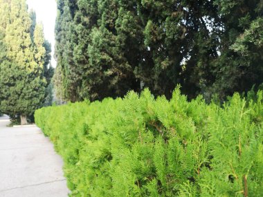 Bahar manzara. Makro fotoğraf. Genç çam ağaçlarının orman baharda vuruyor.. 