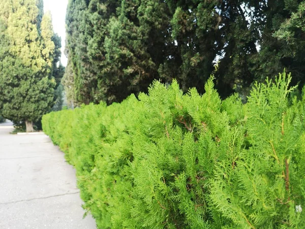 Paisaje primavera. Foto macro. Jóvenes brotes de pinos en el bosque primavera . —  Fotos de Stock