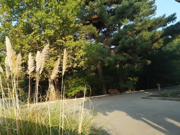 Calle vacía en el bonito y cómodo jardín por la mañana . —  Fotos de Stock