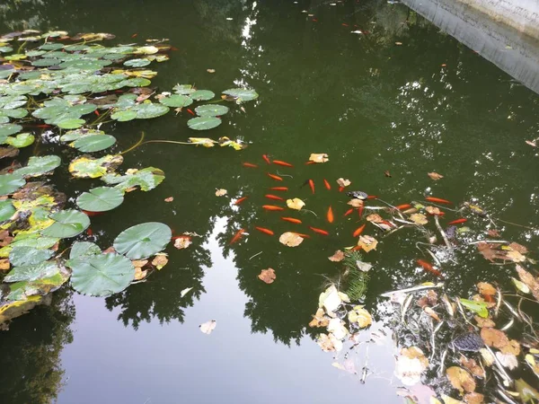 Karp ryba pływa wśród lilii wodnych — Zdjęcie stockowe