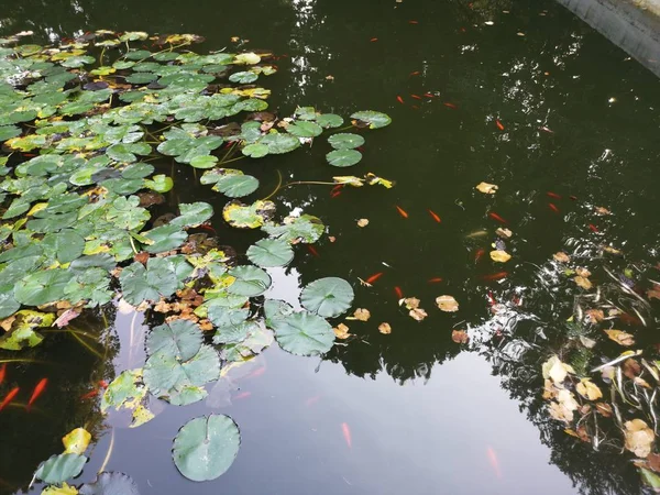 Karp ryba pływa wśród lilii wodnych — Zdjęcie stockowe