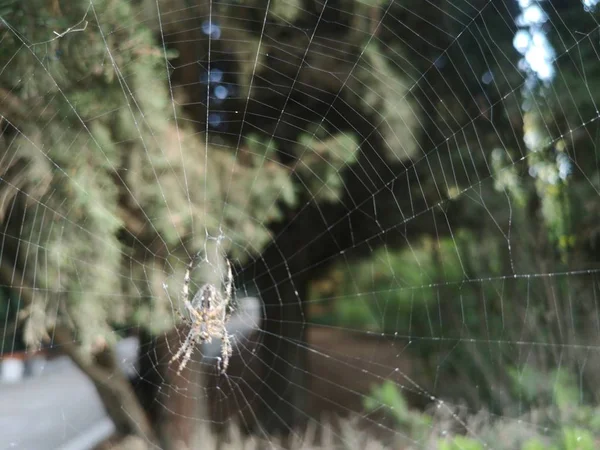 Naprzemienne ogród spider. — Zdjęcie stockowe