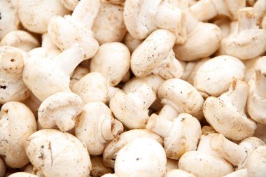 Taze beyaz mantarlar stokta