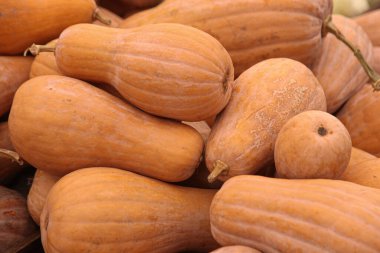 Çiftlikteki uzun sarı balkabaklarını daralt.