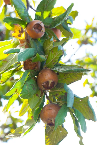 Bruine medlars groeien op de groene boom — Stockfoto