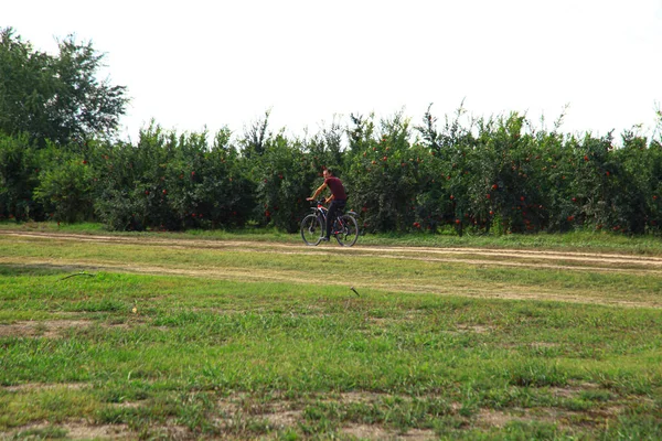 En man som cyklar i plantagezonen — Stockfoto