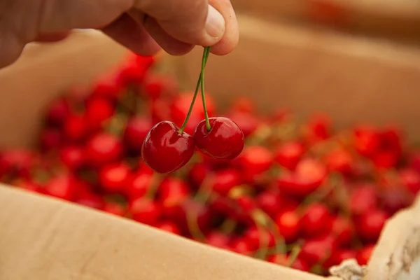 Tomando cerezas rojas de la caja de cerezas de cartón —  Fotos de Stock