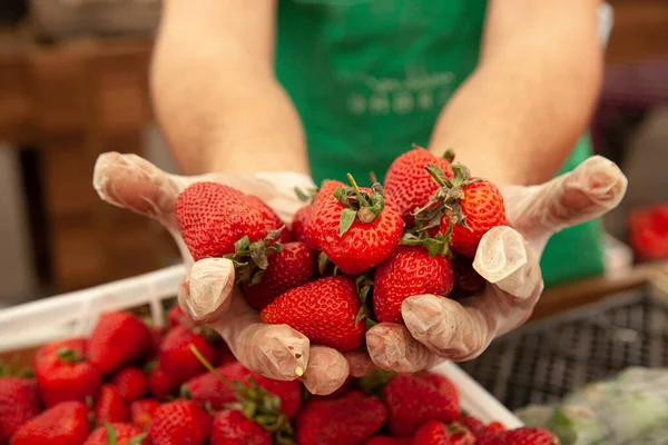 Ein Bauer nimmt rote Erdbeeren mit Handmaske in die Hand — Stockfoto