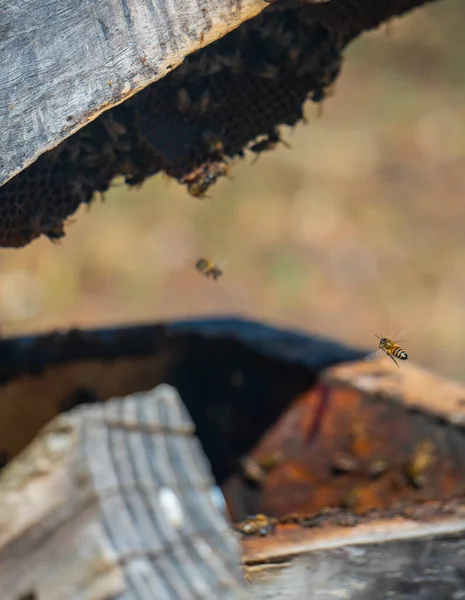 Abejas de miel volando alrededor de una caja de colmenas —  Fotos de Stock