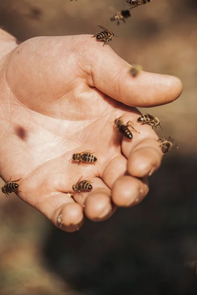 Медові бджоли в руках селянина — стокове фото
