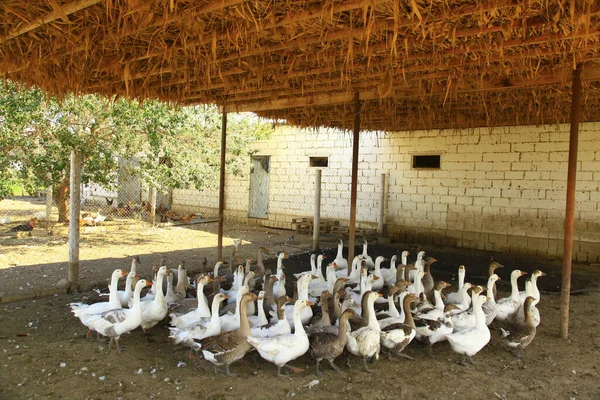 Çiftlik arazilerinde beyaz ve gri ördekler — Stok fotoğraf