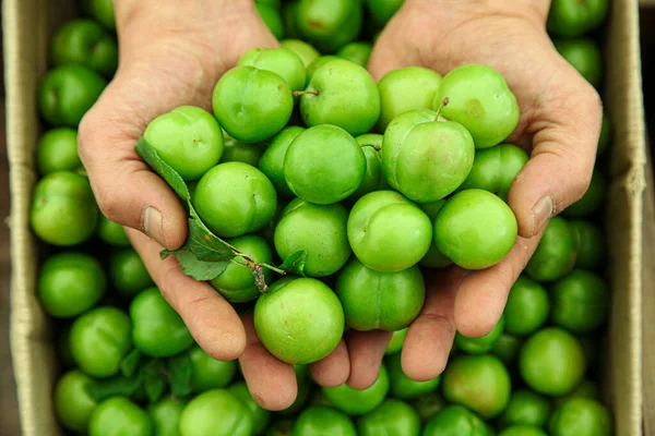 Ciruelas verdes de cereza en manos de un agricultor — Foto de Stock