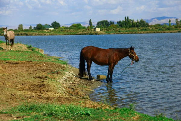Das braune Pferd steht am See — Stockfoto