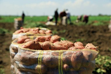 Çiftlikte patatesle dolu bir sürü plastik sepet.