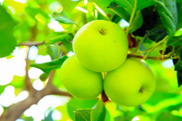 Drei grüne Äpfel im Ast eines Baumes — Stockfoto