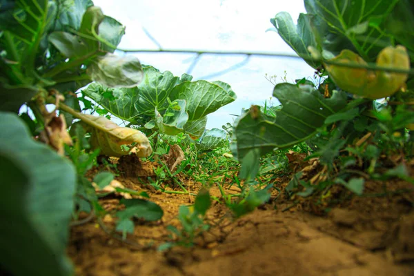 Zielone liście kapusty rosnące na użytkach rolnych — Zdjęcie stockowe