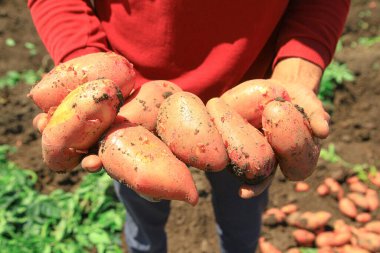 Bir çiftçinin elinde taze patates hasadı