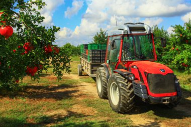 Kırmızı traktör nar tarlasını geçiyor.