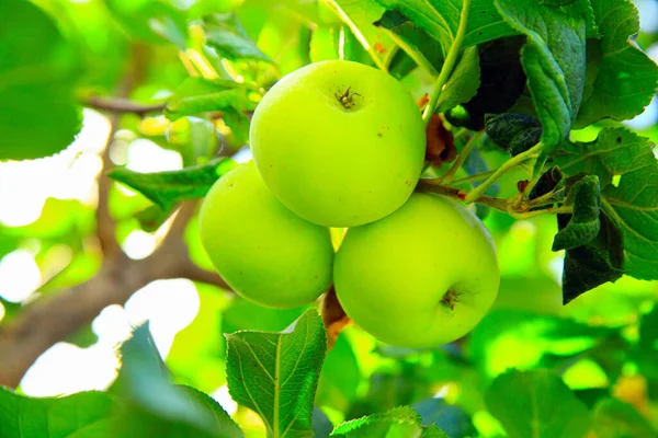 Gröna äpplen som växer på toppen av grenen — Stockfoto