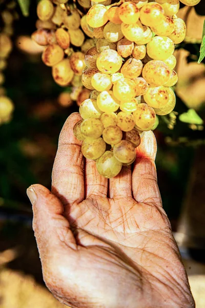 Een bos gele gram in de hand van een man. — Stockfoto