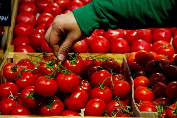 Una persona tomando un montón de tomates —  Fotos de Stock