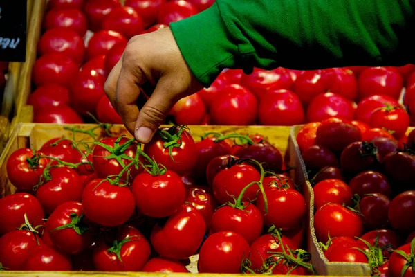 Recogiendo un manojo de tomates rojos —  Fotos de Stock