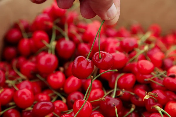 Recogiendo una cereza roja de la acción — Foto de Stock