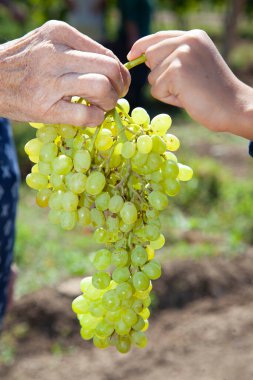 Birbirlerine bir demet yeşil üzüm veriyorlar.
