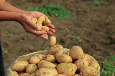 Çiftlikteki beyaz çantaya patates atmak.
