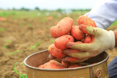 Bir çiftçi kırmızı patatesleri metal kovaya koyuyor.