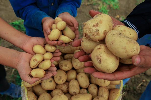 People holding potato harvest in their hands
