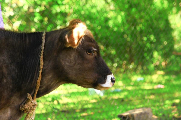 Eine schwarze Kuh auf dem Acker — Stockfoto