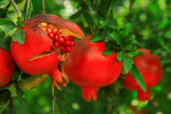 Rote Granatapfelkerne auf dem grünen Zweig — Stockfoto