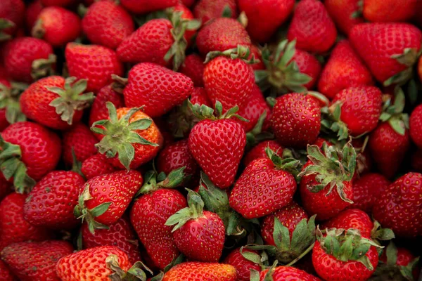 Frische Erdbeeren mit grünen Stielen — Stockfoto