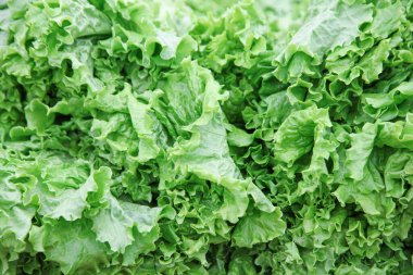 Marketteki taze marul yaprakları.