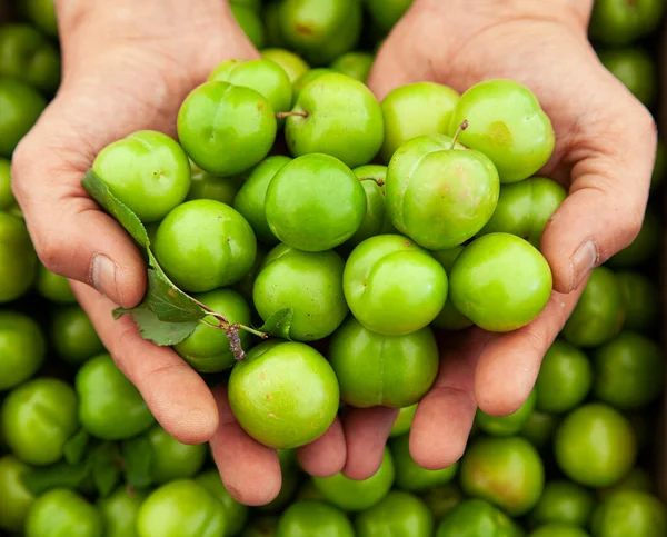 Ciruelas de cereza agria verde en manos de un agricultor —  Fotos de Stock