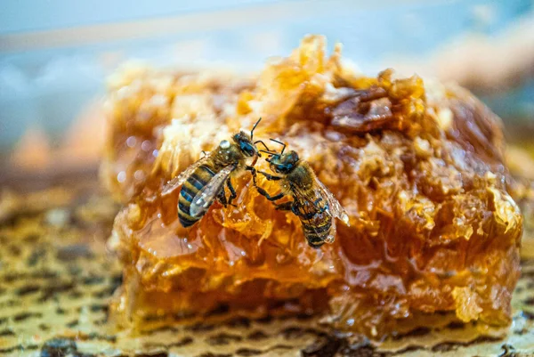 Abelhas de mel em um pedaço de mel orgânico — Fotografia de Stock