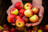 Osoba držící v ruce červená a žlutá jablka