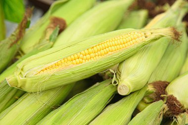Tohum ve yeşil yapraklı taze mısır.