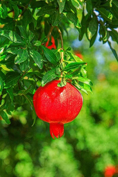 Granatapfel hängt am Rand eines grünen Zweiges — Stockfoto