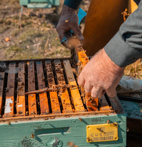 Apicultor sacando colmenas de la caja de madera —  Fotos de Stock