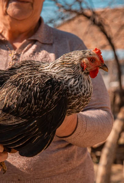 A farmer holding a black hen in hands
