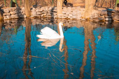 Gölde yüzen beyaz bir ördek