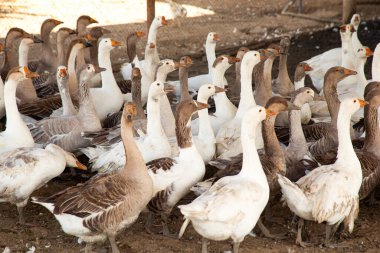 Beyaz evcil ördek kuşları yerde yürüyor