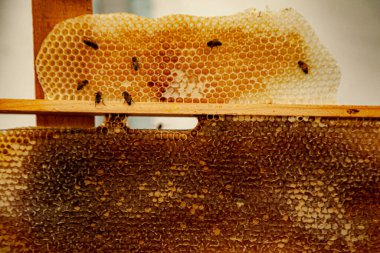 Üzerinde arı kovanı ve bal arıları var.