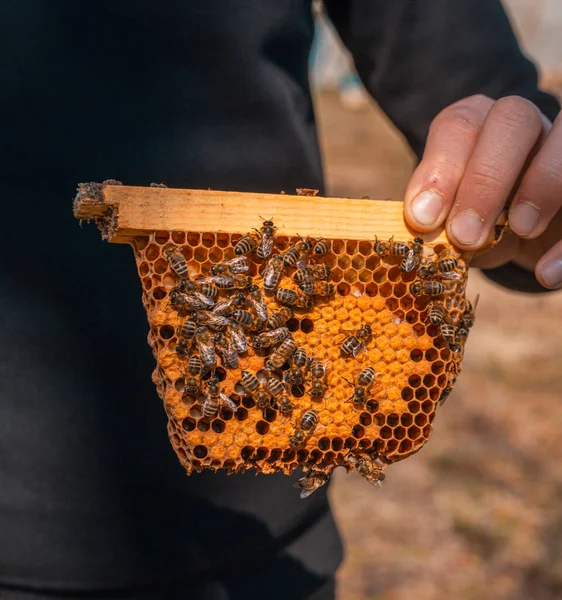 Un apicultor sosteniendo una colmena con miel y abejas —  Fotos de Stock