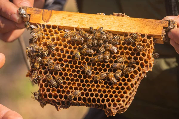 Abejas de miel caminando sobre la colmena —  Fotos de Stock