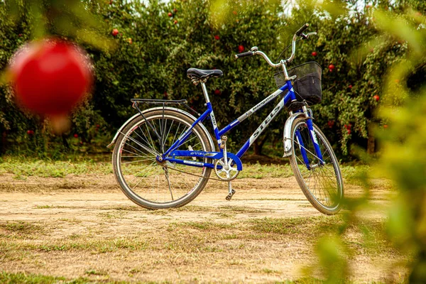 Синий велосипед, припаркованный на гранатовой плантации. — стоковое фото
