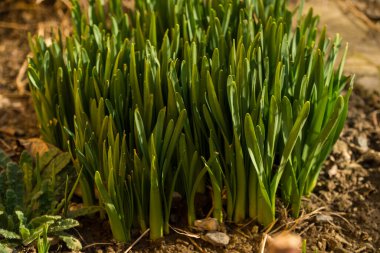 İlkbaharda topraktan yeşil otlar büyür.