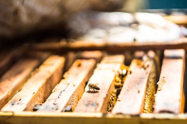 Arı kovanında bir bal arısı 